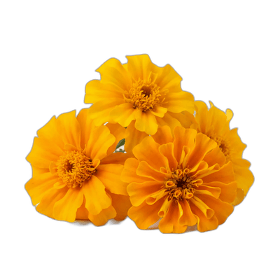 Lutein, Zeaxanthin & Meso-Zeaxanthin Complex